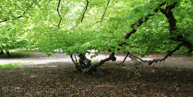 layered beech branch